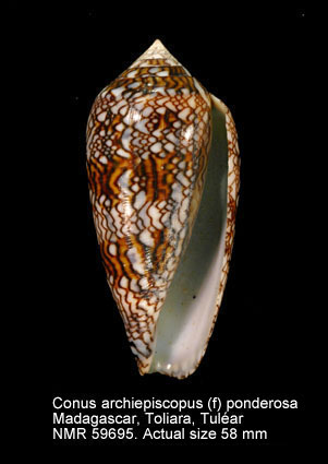 Conus textile archiepiscopus (4).jpg - Conus archiepiscopus (f) ponderosaDautzenberg,1932